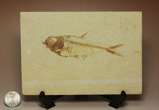 保存状態抜群の古代魚ナイティア(Knightia sp.)（その15）