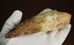 極太の魅力に取り憑かれてください!!スピノサウルス巨大歯(Spinosaurus)