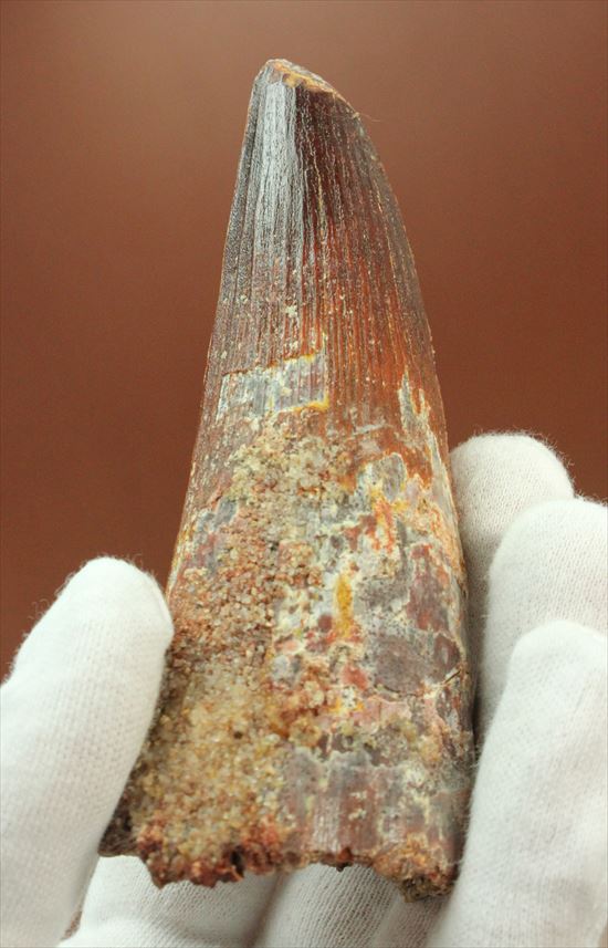 11cmオーバーで厚い!スピノサウルス巨大歯(Spinosaurus)(その1)