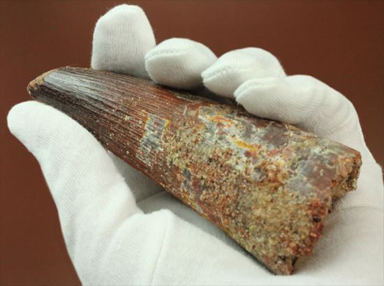 11cmオーバーで厚い!スピノサウルス巨大歯(Spinosaurus)(その10)