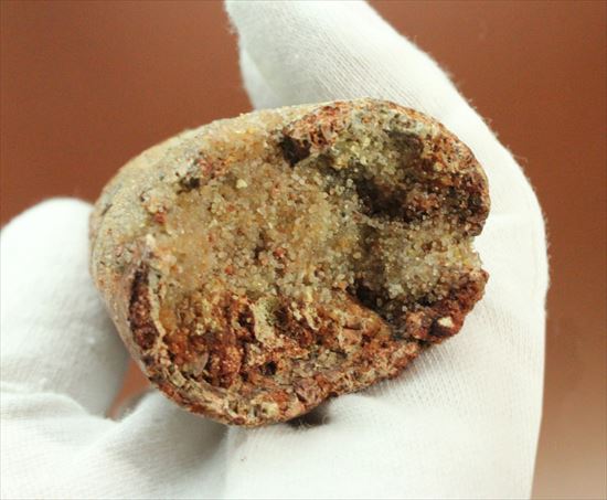 11cmオーバーで厚い!スピノサウルス巨大歯(Spinosaurus)(その11)