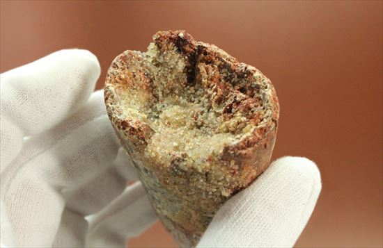11cmオーバーで厚い!スピノサウルス巨大歯(Spinosaurus)(その12)