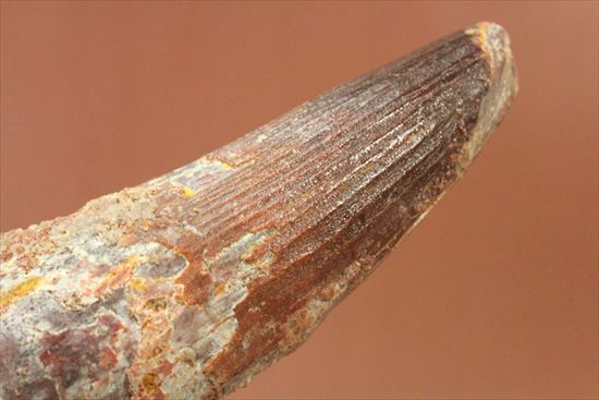 11cmオーバーで厚い!スピノサウルス巨大歯(Spinosaurus)(その13)