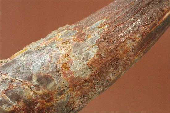 11cmオーバーで厚い!スピノサウルス巨大歯(Spinosaurus)(その14)