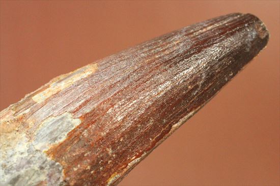 11cmオーバーで厚い!スピノサウルス巨大歯(Spinosaurus)(その15)