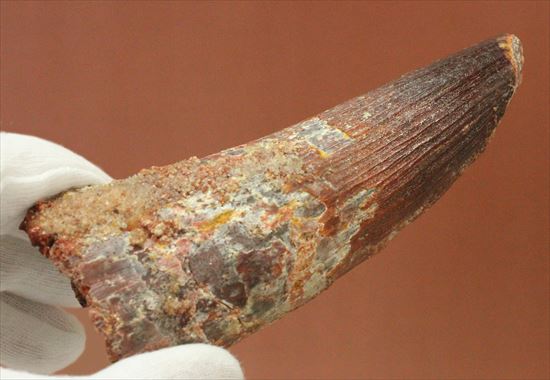 11cmオーバーで厚い!スピノサウルス巨大歯(Spinosaurus)(その16)