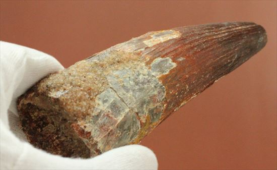 11cmオーバーで厚い!スピノサウルス巨大歯(Spinosaurus)(その17)