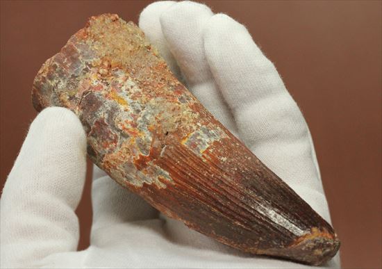 11cmオーバーで厚い!スピノサウルス巨大歯(Spinosaurus)(その19)