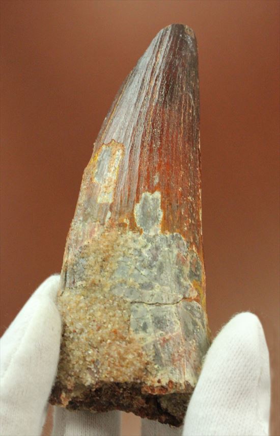 11cmオーバーで厚い!スピノサウルス巨大歯(Spinosaurus)(その2)