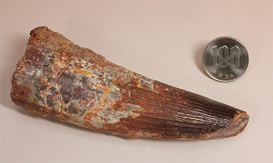 11cmオーバーで厚い!スピノサウルス巨大歯(Spinosaurus)(その20)