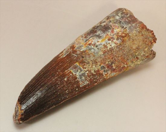 11cmオーバーで厚い!スピノサウルス巨大歯(Spinosaurus)(その3)