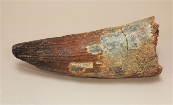 11cmオーバーで厚い!スピノサウルス巨大歯(Spinosaurus)(その4)