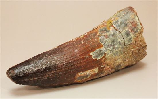 11cmオーバーで厚い!スピノサウルス巨大歯(Spinosaurus)(その5)
