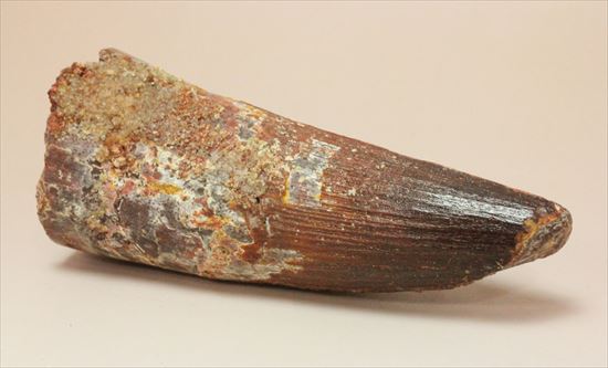 11cmオーバーで厚い!スピノサウルス巨大歯(Spinosaurus)(その6)