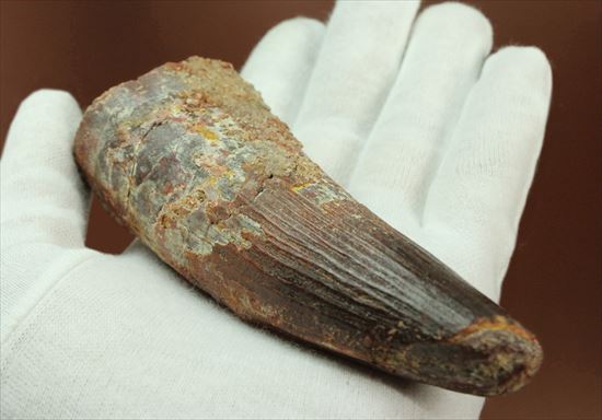 11cmオーバーで厚い!スピノサウルス巨大歯(Spinosaurus)(その7)