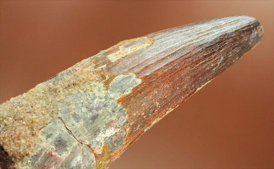 11cmオーバーで厚い!スピノサウルス巨大歯(Spinosaurus)(その9)