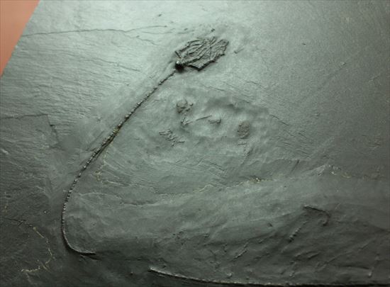 ドイツ産保存状態のよいウミユリ(Taxocrinus stuertzi)(その1)