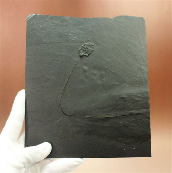 ドイツ産保存状態のよいウミユリ(Taxocrinus stuertzi)(その12)