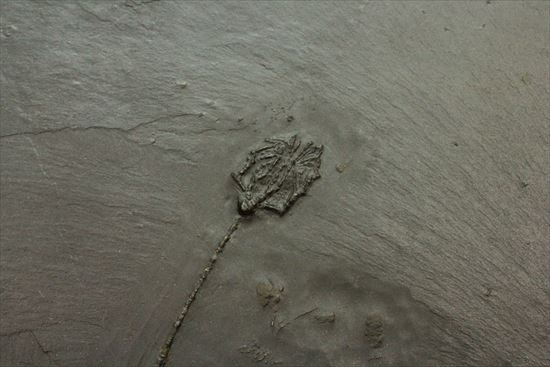 ドイツ産保存状態のよいウミユリ(Taxocrinus stuertzi)(その3)