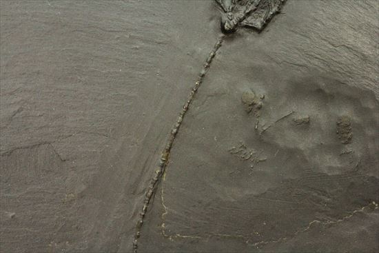 ドイツ産保存状態のよいウミユリ(Taxocrinus stuertzi)(その5)