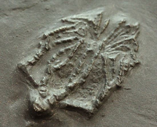 ドイツ産保存状態のよいウミユリ(Taxocrinus stuertzi)(その8)