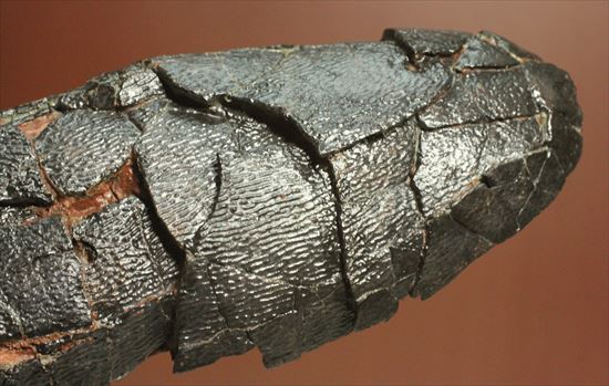 小型獣脚類の卵化石（その12）