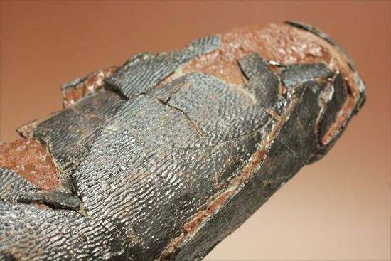 小型獣脚類の卵化石（その14）