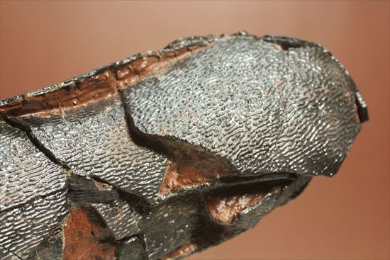 小型獣脚類の卵化石（その15）