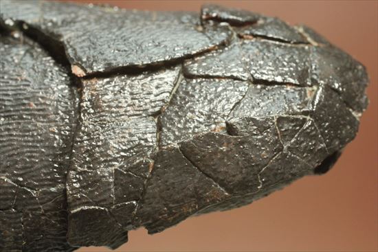 小型獣脚類の卵化石（その16）