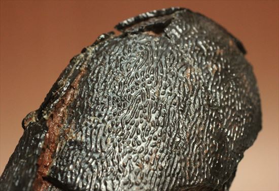 小型獣脚類の卵化石（その18）