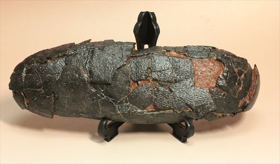 小型獣脚類の卵化石（その2）
