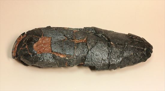 小型獣脚類の卵化石（その3）