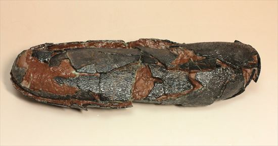 小型獣脚類の卵化石（その4）