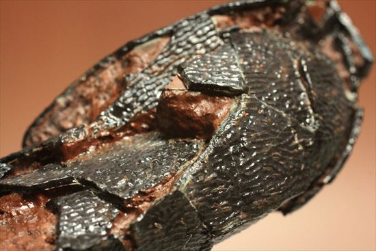 小型獣脚類の卵化石（その5）