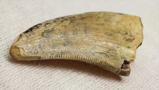 レアカラー！分厚いドロマエオサウルスの歯(Dromaeaosaur tooth)（その5）