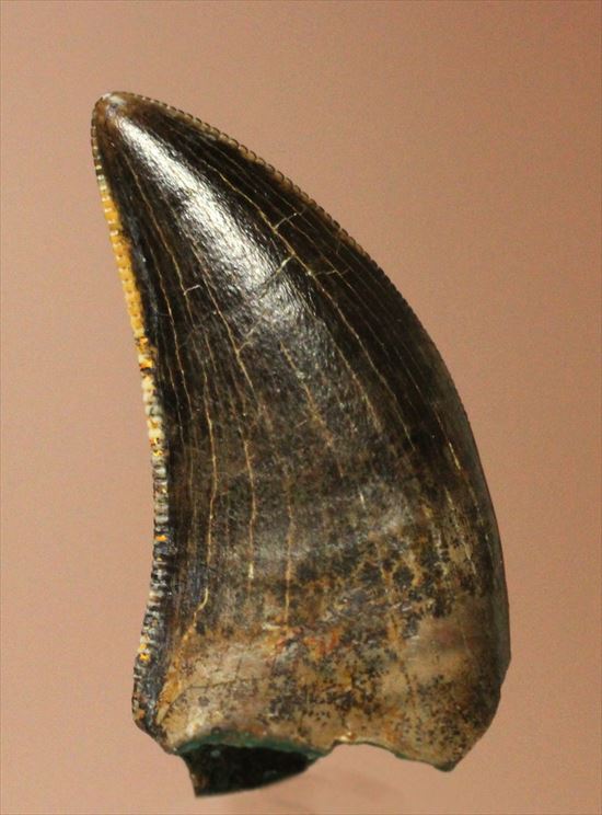 グッドルッキングトゥース!白亜紀小型肉食恐竜ドロマエオサウルスの歯(Dromaeaosaur tooth)(その1)