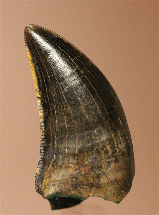 グッドルッキングトゥース！白亜紀小型肉食恐竜ドロマエオサウルスの歯(Dromaeaosaur tooth)（その1）