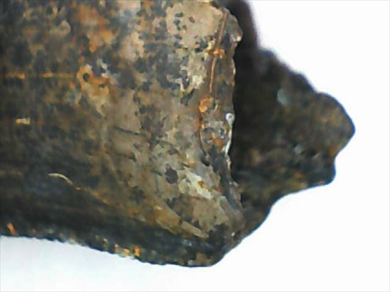グッドルッキングトゥース!白亜紀小型肉食恐竜ドロマエオサウルスの歯(Dromaeaosaur tooth)(その11)