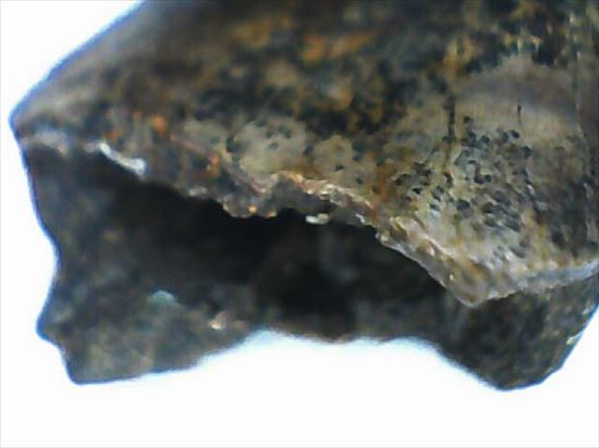 グッドルッキングトゥース!白亜紀小型肉食恐竜ドロマエオサウルスの歯(Dromaeaosaur tooth)(その12)