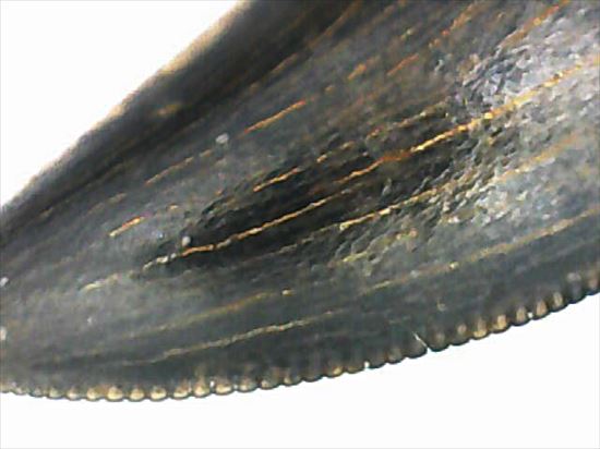 グッドルッキングトゥース!白亜紀小型肉食恐竜ドロマエオサウルスの歯(Dromaeaosaur tooth)(その13)