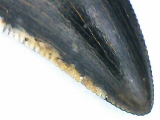 グッドルッキングトゥース!白亜紀小型肉食恐竜ドロマエオサウルスの歯(Dromaeaosaur tooth)(その15)