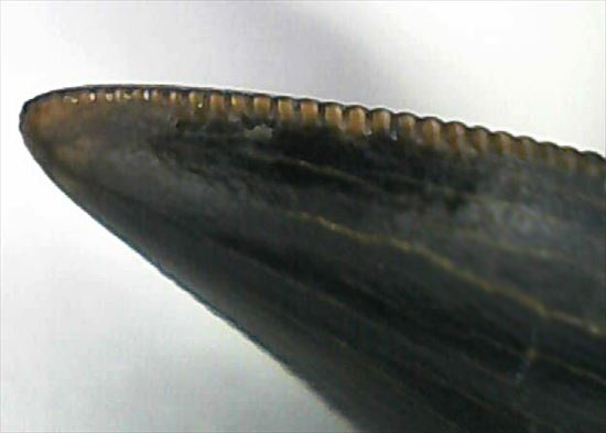 グッドルッキングトゥース!白亜紀小型肉食恐竜ドロマエオサウルスの歯(Dromaeaosaur tooth)(その16)