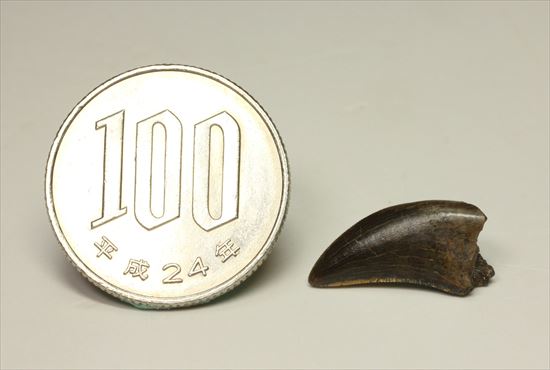 グッドルッキングトゥース!白亜紀小型肉食恐竜ドロマエオサウルスの歯(Dromaeaosaur tooth)(その17)