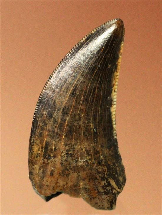 グッドルッキングトゥース!白亜紀小型肉食恐竜ドロマエオサウルスの歯(Dromaeaosaur tooth)(その2)