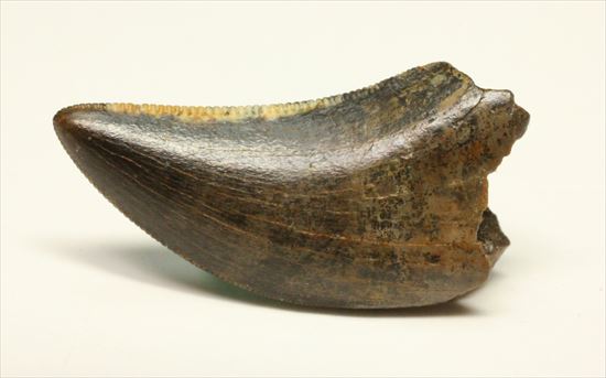 グッドルッキングトゥース!白亜紀小型肉食恐竜ドロマエオサウルスの歯(Dromaeaosaur tooth)(その3)