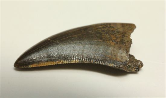 グッドルッキングトゥース！白亜紀小型肉食恐竜ドロマエオサウルスの歯(Dromaeaosaur tooth)（その4）