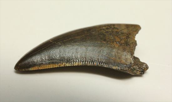 グッドルッキングトゥース!白亜紀小型肉食恐竜ドロマエオサウルスの歯(Dromaeaosaur tooth)(その4)