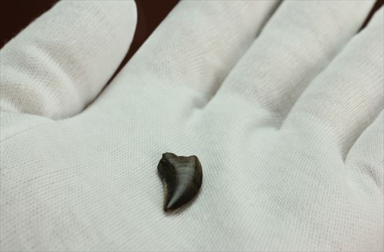 グッドルッキングトゥース!白亜紀小型肉食恐竜ドロマエオサウルスの歯(Dromaeaosaur tooth)(その5)