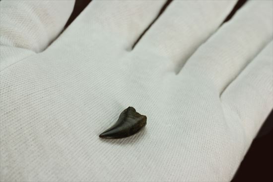 グッドルッキングトゥース!白亜紀小型肉食恐竜ドロマエオサウルスの歯(Dromaeaosaur tooth)(その6)