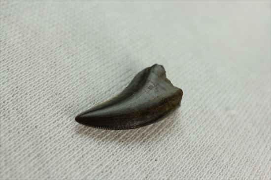 グッドルッキングトゥース！白亜紀小型肉食恐竜ドロマエオサウルスの歯(Dromaeaosaur tooth)（その7）
